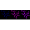 KD-Validated CRKII Rabbit mAb (20 μl)