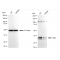 KD-Validated CRKII Rabbit mAb (20 μl)