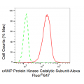 KD-Validated PKACA Rabbit mAb (20 μl)
