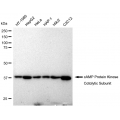 KD-Validated PKACA Rabbit mAb (20 μl)