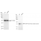KD-Validated PKACA Rabbit mAb (20 μl)