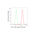 KD-Validated HIF1β Rabbit mAb (20 μl)