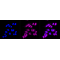 KD-Validated HIF1β Rabbit mAb (20 μl)