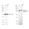 KD-Validated HIF1β Rabbit mAb (20 μl)