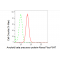 KD-Validated ABPP Rabbit mAb (20 μl)