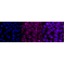 KD-Validated ABPP Rabbit mAb (20 μl)