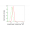 KD-Validated ARRB1 Rabbit mAb (20 μl)