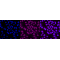 KD-Validated ARRB1 Rabbit mAb (20 μl)