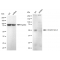 KD-Validated ARRB1 Rabbit mAb (20 μl)