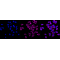 KD-Validated GRSF1 Rabbit mAb (20 μl)