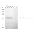 KD-Validated GRSF1 Rabbit mAb (20 μl)