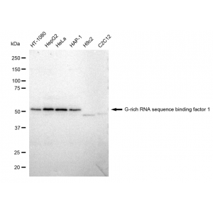 KD-Validated GRSF1 Rabbit mAb (20 μl)