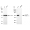 KD-Validated GRSF1 Rabbit mAb (20 μl)