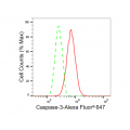 KD-Validated CASP3 Rabbit mAb (20 μl)