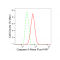 KD-Validated CASP3 Rabbit mAb (20 μl)