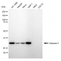 KD-Validated CASP3 Rabbit mAb (20 μl)