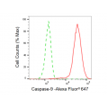 KD-Validated CASP9 Rabbit mAb (20 μl)