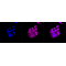 KD-Validated CASP9 Rabbit mAb (20 μl)