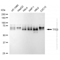 KD-Validated TFE3 Rabbit mAb (20 μl)