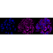 KD-Validated Citrate Synthetase Rabbit mAb (20 μl)
