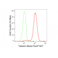 KD-Validated Tuberin Rabbit mAb (20 μl)