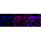 KD-Validated Tuberin Rabbit mAb (20 μl)