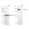 KD-Validated Tuberin Rabbit mAb (20 μl)