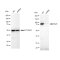 KD-Validated Stat3 Rabbit mAb (20 μl)
