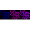 KD-Validated CD147 Rabbit mAb (20 μl)