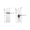 KD-Validated CD147 Rabbit mAb (20 μl)