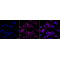 KD-Validated CD49e Rabbit mAb (20 μl)