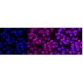 KD-Validated CSK Rabbit mAb (20 μl)