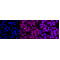 KD-Validated CSK Rabbit mAb (20 μl)