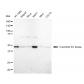 KD-Validated CSK Rabbit mAb (20 μl)