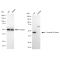 KD-Validated CSK Rabbit mAb (20 μl)