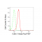 KD-Validated CUL1 Rabbit mAb (20 μl)