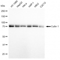 LifeSab™ KD-Validated CUL1 Rabbit mAb (20 μl)