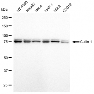 KD-Validated CUL1 Rabbit mAb (20 μl)