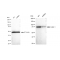 KD-Validated CUL1 Rabbit mAb (20 μl)