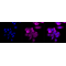 KD-Validated GSK3A Rabbit mAb (20 μl)