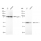KD-Validated GSK3A Rabbit mAb (20 μl)