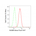 LifeSab™ KD-Validated NUMB Rabbit mAb (20 μl)