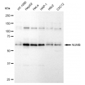 LifeSab™ KD-Validated NUMB Rabbit mAb (20 μl)