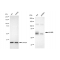 KD-Validated NUMB Rabbit mAb (20 μl)