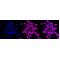 KD-Validated GSS Rabbit mAb (20 μl)