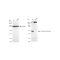 KD-Validated GSS Rabbit mAb (20 μl)