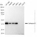 KD-Validated CTSB Rabbit mAb (20 μl)