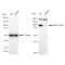 LifeSab™ KD-Validated KMT6 Rabbit mAb (20 μl)