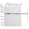 KO-Validated FERMT2 Mouse mAb (20 μl)