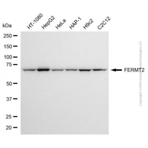 KO-Validated FERMT2 Mouse mAb (20 μl)